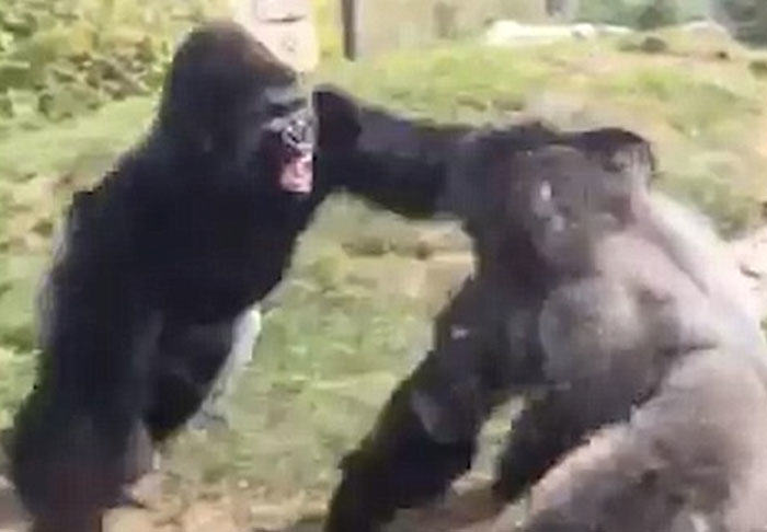 Gorillas Boxing