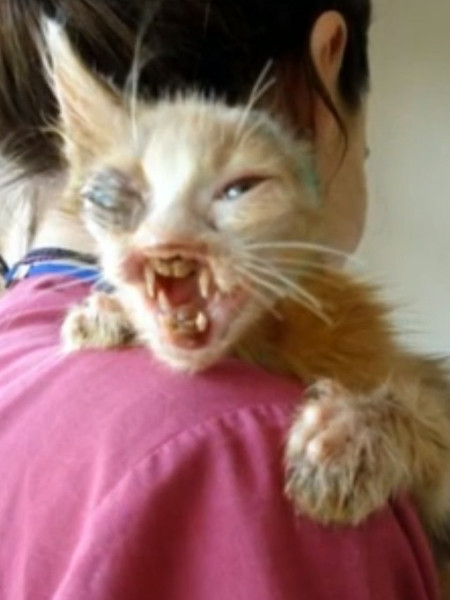 Buried Dead 'Zombie' Cat Comes Back to Life After 14 Days