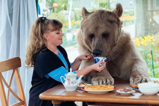 bear eating on table