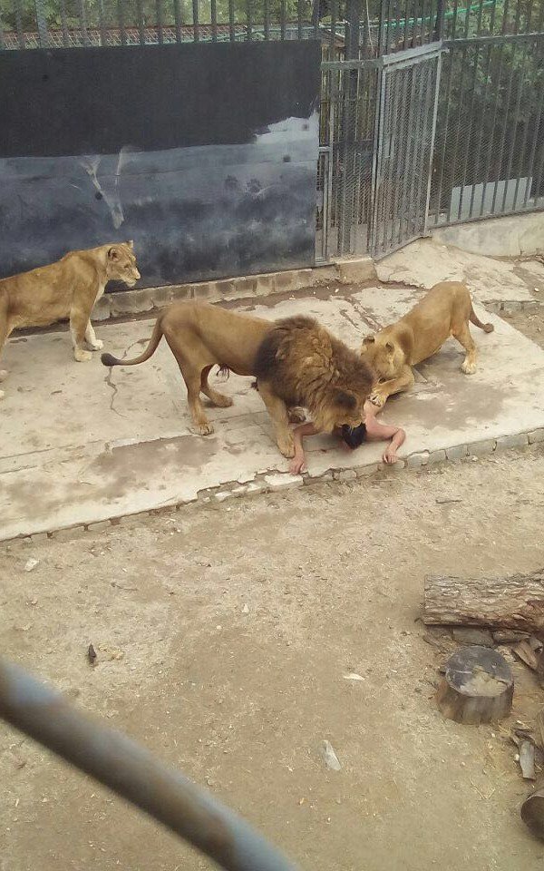 man and lion in zoo