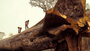 world's oldest tree