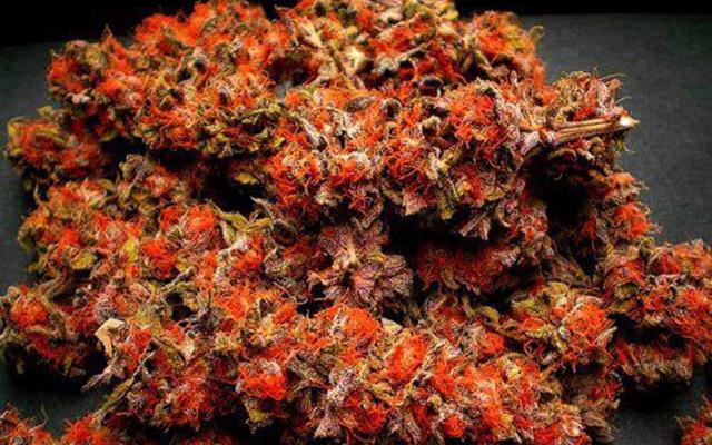 New Species of Marijuana Discovered in Australia