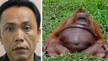 orangutan and human
