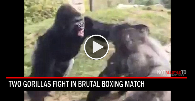 gorillas fight