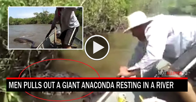 anaconda in river