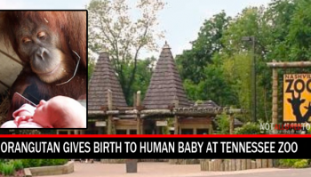 Orangutan Gives Birth To Human Baby At Tennessee Zoo