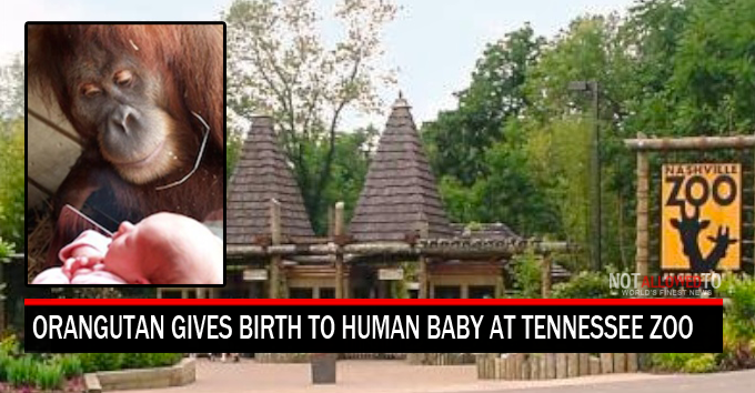 Orangutan Gives Birth To Human Baby At Tennessee Zoo