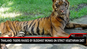 tiger living with monks
