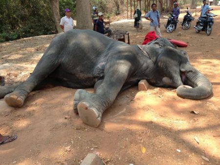 elefante cambogia sambo angkor turisti exhaustion muore esausto collapsed turistas morto trasportare ucciso troppi dai muere cansancio cargar tuer