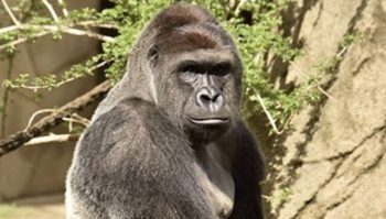 giant gorilla shot dead video