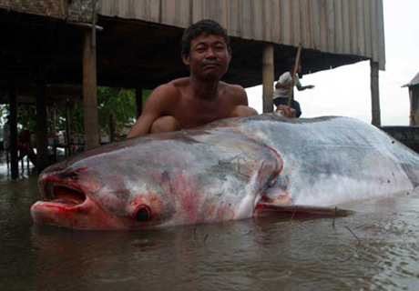 giant caught in river