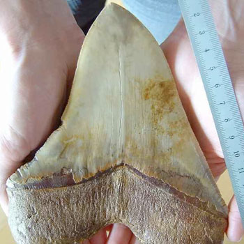 giant tooth