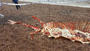sea monster found dead
