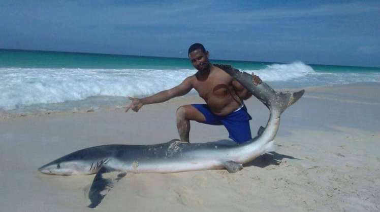 shark killed by tourist 